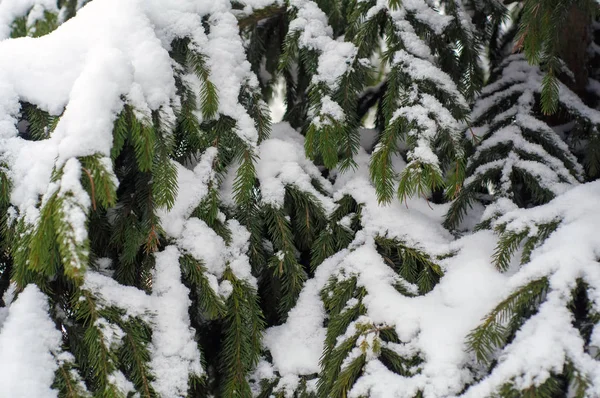 Ladin Arka Plan Açık Havada Karla Kaplı — Stok fotoğraf