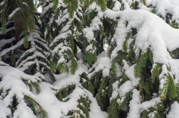 Winter Forest Julgran Fir Tree Tassar Grenar — Stockfoto