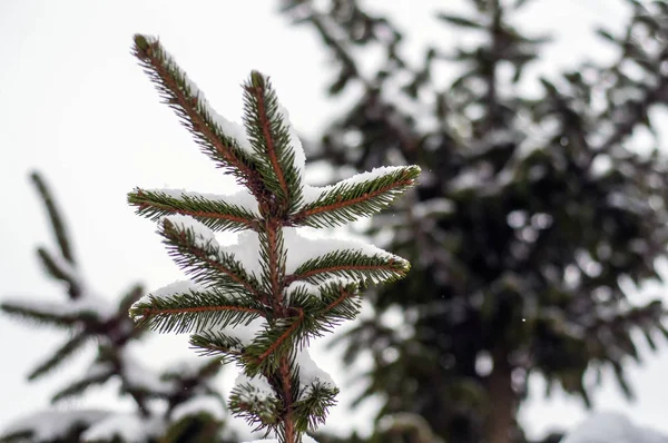 Abeto Coberto Com Neve Livre Fundo — Fotografia de Stock