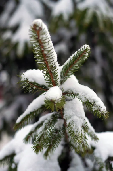 Abeto Coberto Com Neve Livre Fundo — Fotografia de Stock