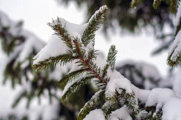 Abeto Coberto Com Neve Livre Fundo — Fotografia de Stock