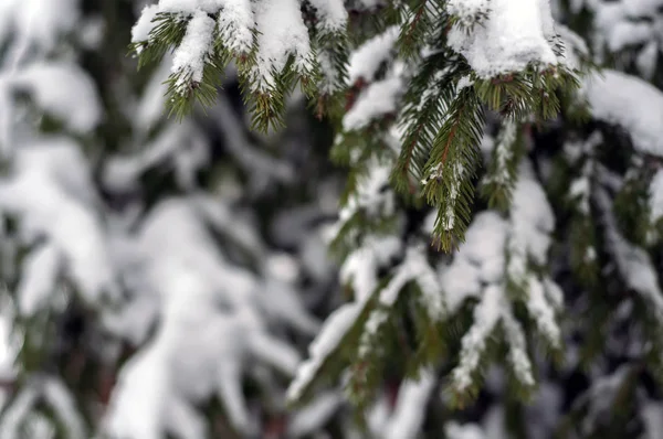 Fichte Mit Schnee Bedeckt Freien Hintergrund — Stockfoto