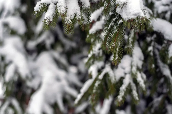 Abeto Coberto Com Neve Livre Fundo — Fotografia de Stock