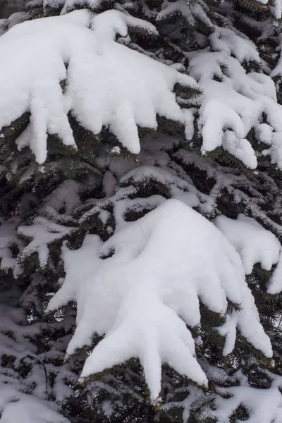 Fichte Mit Schnee Bedeckt Freien Hintergrund — Stockfoto