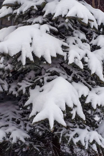 Fichte Mit Schnee Bedeckt Freien Hintergrund — Stockfoto