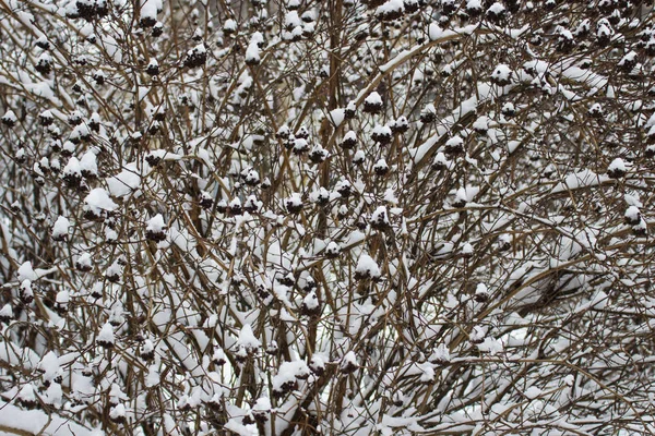 Cespuglio Nella Neve Biancospino Inverno Nella Foresta — Foto Stock