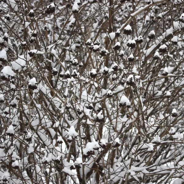 Μπους Στο Χιόνι Hawthorn Χειμώνα Στο Δάσος — Φωτογραφία Αρχείου