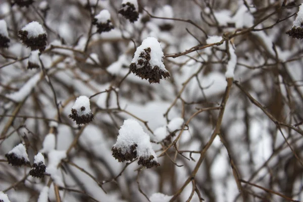 浆果在燃烧的灌木树枝覆盖着雪 — 图库照片