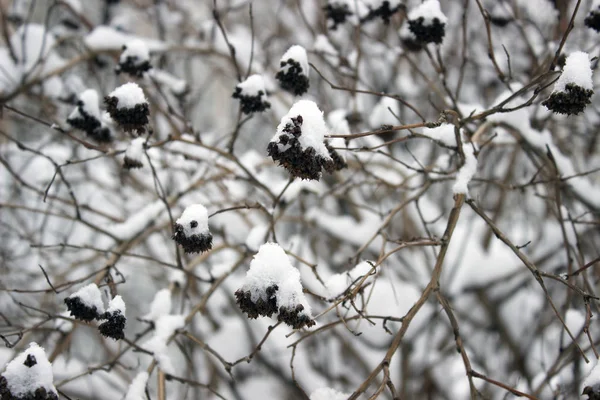 Beeren Auf Brennendem Mit Schnee Bedecktem Buschwerk Nahaufnahme — Stockfoto