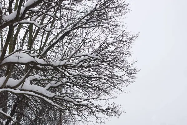 Ramos Árvores Contra Céu Azul Ramo Vidoeiro Sem Folhas Inverno — Fotografia de Stock