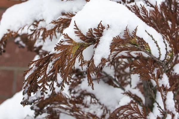 一棵棕色松树的白雪覆盖的树枝 圣诞卡 — 图库照片