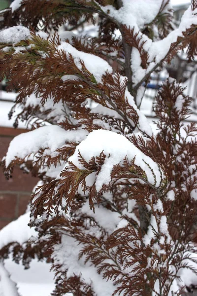 Kahverengi Çam Ağacının Dalını Karla Kaplı Noel Kartı — Stok fotoğraf