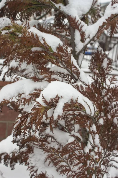 Schneebedeckter Zweig Einer Braunen Kiefer Weihnachtskarte — Stockfoto