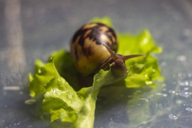 Yeşil salata yaprakları Achatina salyangoz yiyor