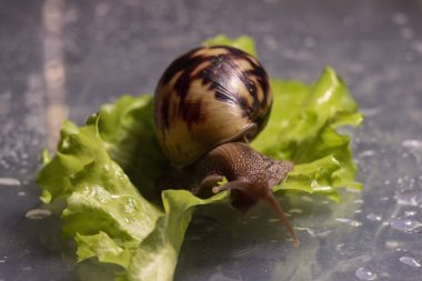 Yeşil salata yaprakları Achatina salyangoz yiyor
