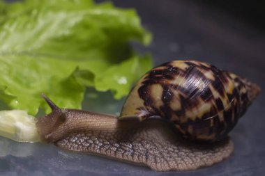 Afrika Achatina salyangoz kadar yakın alınan salatalık yiyor. arka planda yeşil yaprak marul