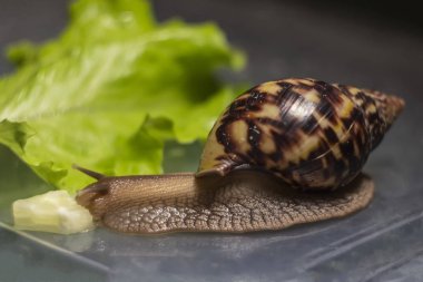 Afrika Achatina salyangoz kadar yakın alınan salatalık yiyor. arka planda yeşil yaprak marul