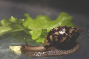 renkli fotoğraf. Afrika Achatina salyangoz kadar yakın alınan salatalık yiyor. arka planda yeşil yaprak marul