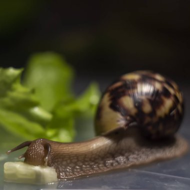 Afrika Achatina salyangoz kadar yakın alınan salatalık yiyor. arka planda yeşil yaprak marul