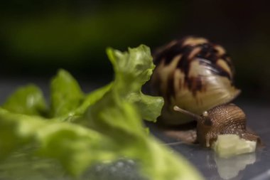 Afrika Achatina salyangoz kadar yakın alınan salatalık yiyor. arka planda yeşil yaprak marul