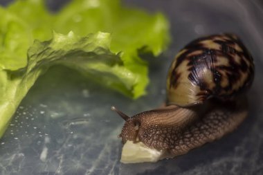 Afrika Achatina salyangoz kadar yakın alınan salatalık yiyor. arka planda yeşil yaprak marul