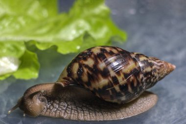 Büyük kahverengi salyangoz ahatina. arka planda yeşil yaprak marul