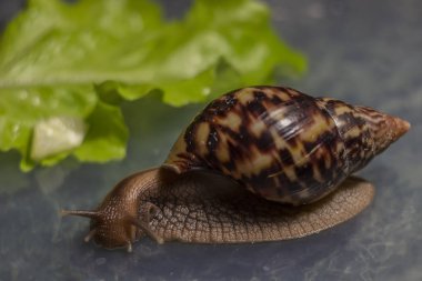 Büyük kahverengi salyangoz ahatina. arka planda yeşil yaprak marul