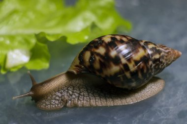 Büyük kahverengi salyangoz ahatina. arka planda yeşil yaprak marul