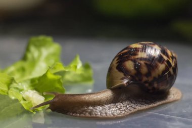 Büyük kahverengi salyangoz ahatina. arka planda yeşil yaprak marul