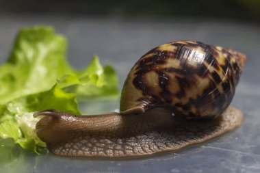 Afrika Achatina salyangoz kadar yakın alınan salatalık yiyor. arka planda yeşil yaprak marul