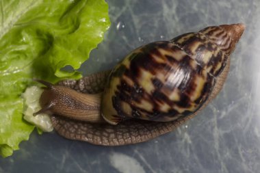 Salatalık bir yaprak yeşil arka plan üstten görünüm yeme Achatina salyangoz