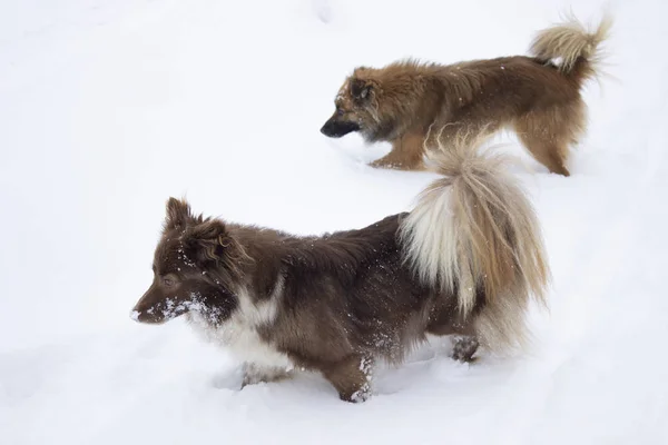 Dois Cães Correndo Neve — Fotografia de Stock