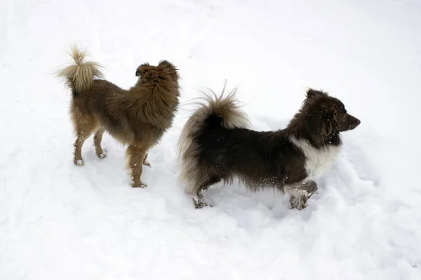 Две Собаки Бегут Снегу — стоковое фото