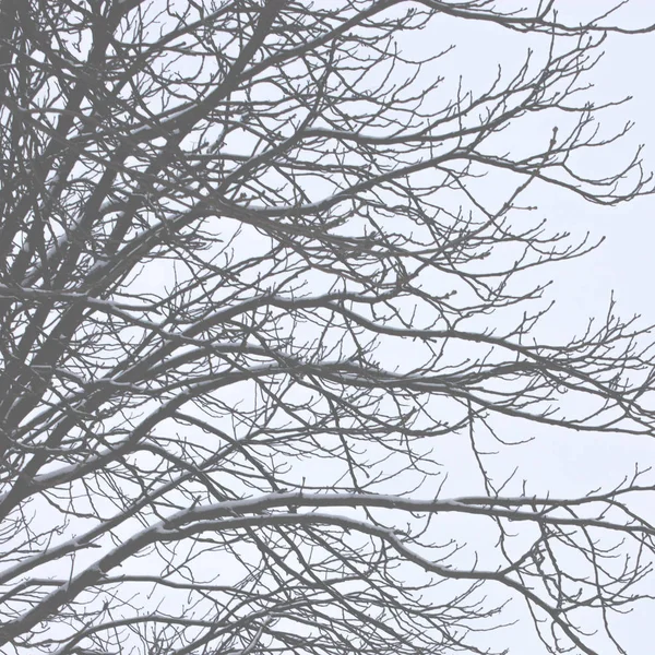 Ramos Árvores Contra Céu Azul Ramo Vidoeiro Sem Folhas Inverno — Fotografia de Stock