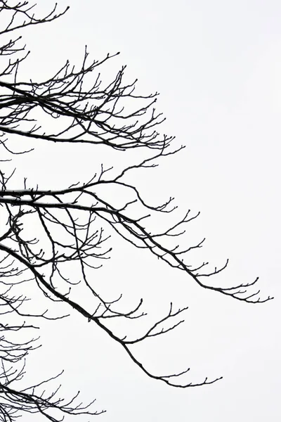 青空と木の枝 冬に葉のない枝をバーチします — ストック写真