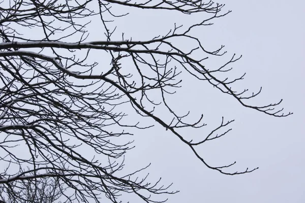 Ветви Деревьев Против Голубого Неба Березовая Ветвь Листьев Зимой — стоковое фото