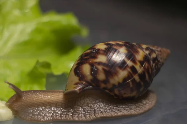 Escargot Africain Achatina Mange Concombre Pris Près Laitue Verte Sur — Photo