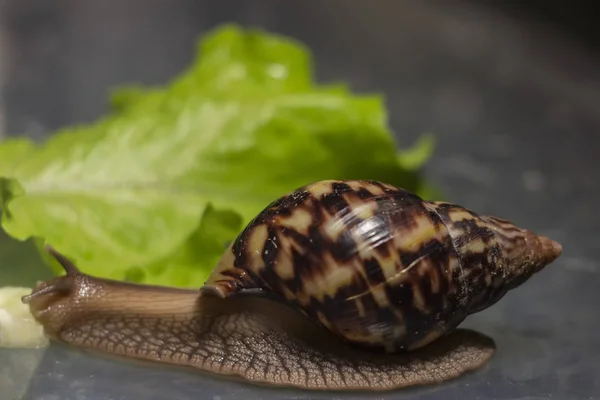 아프리카 Achatina 달팽이 가까이 먹는다 배경에 — 스톡 사진