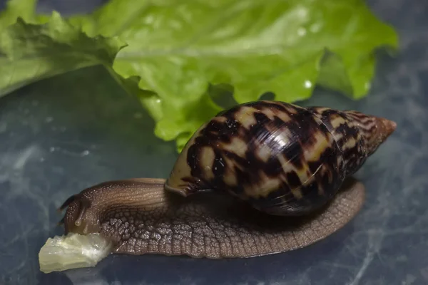African Achatina Snail Eats Cucumber Taken Close Green Leaf Lettuce — Stock Photo, Image