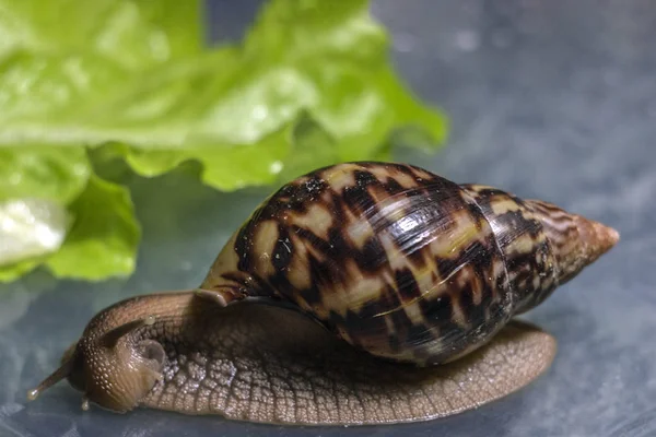 Büyük kahverengi salyangoz ahatina. arka planda yeşil yaprak marul