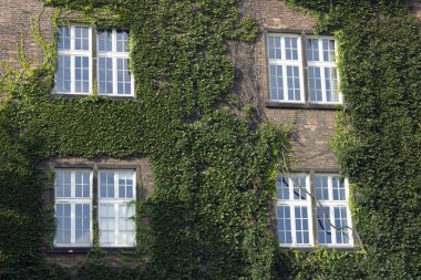 Ivy ile kaplı eski bir ev üstünde pencere eşiği