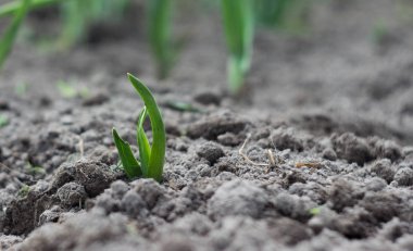 yeşil soğan ile yatak