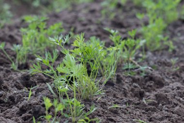 Sebze yatağında topraktan çıkan genç havuç bitkisi. Sığ bir alan derinliği ile vurulmuş..