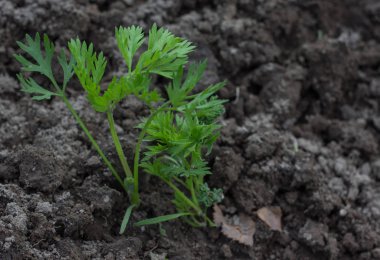 Sebze yatağında topraktan çıkan genç havuç bitkisi. Sığ bir alan derinliği ile vurulmuş..