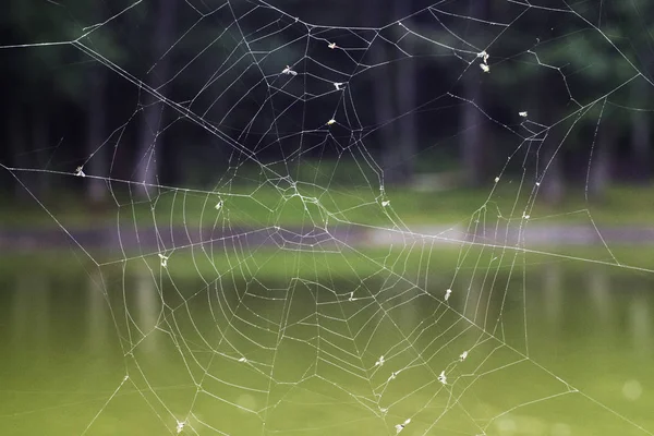 Spinnennetz Spinnennetz Mit Wassertropfen Spinnwebe Spinnennetz Mit Wassertropfen Aus Nächster — Stockfoto