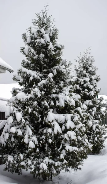 Árvore Abeto Nevado Cidade — Fotografia de Stock