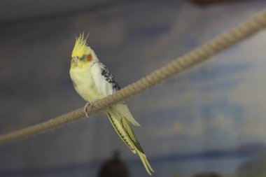 Egzotik Bahçe kartı şablonundaki bir ip üzerinde güzel papağan