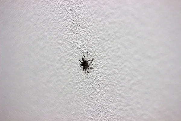 Una Casa Enorme Araña Pared Blanca —  Fotos de Stock