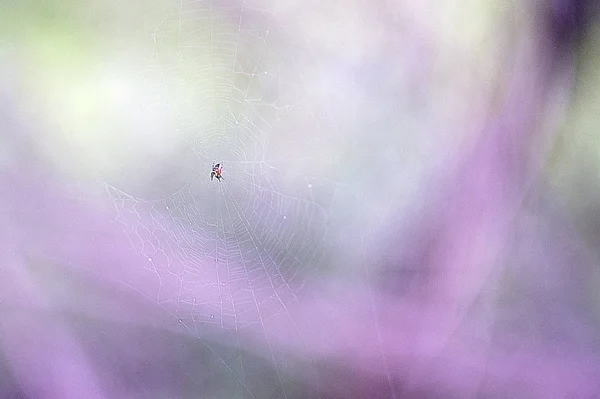 Araña Web — Foto de Stock