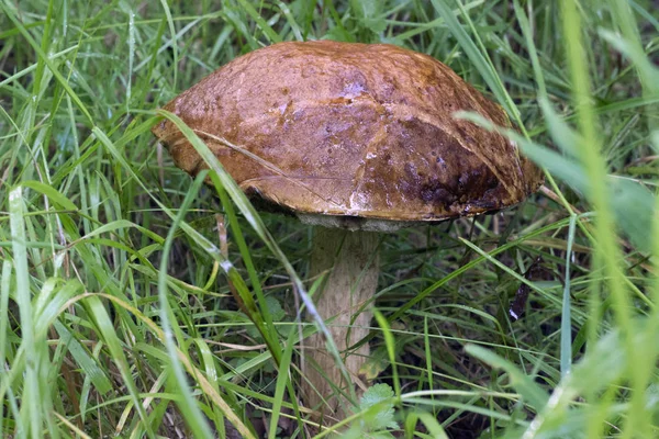 Close View Edible Forest Mushroom Brown Cap Boletus Growing Forest — Stock Photo, Image